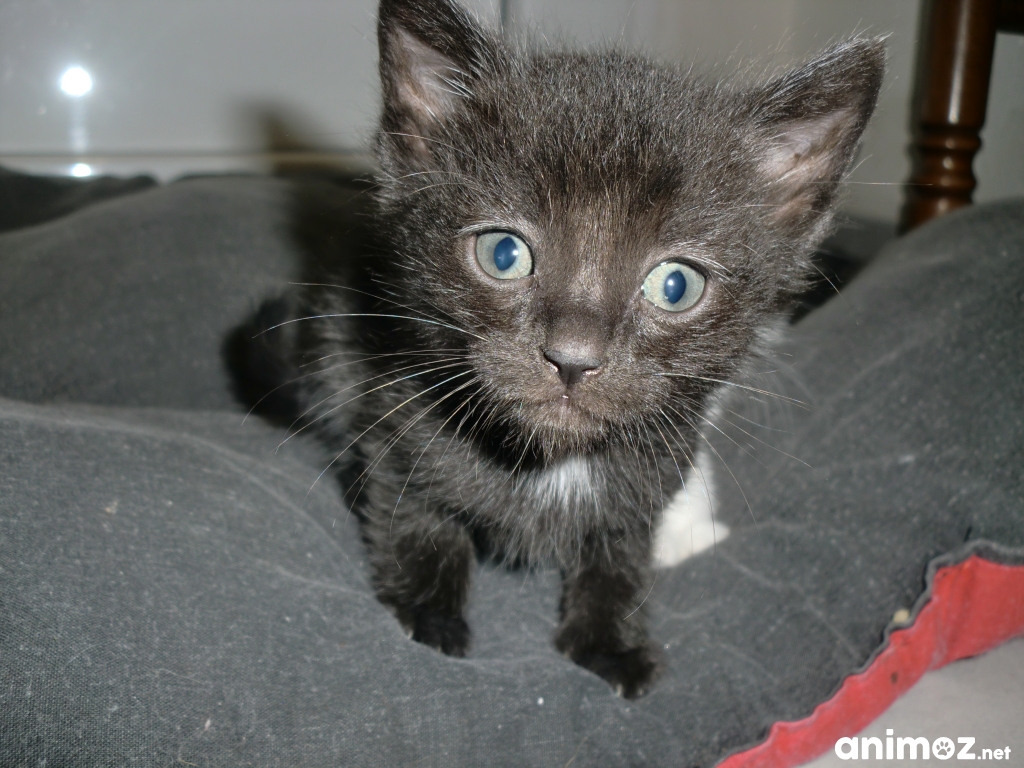 Donne Chatons Finistère (29) GRATUIT sur