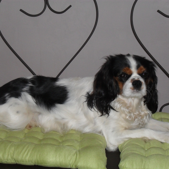 Image pour l'annonce Vends chiots Cavalier king charles