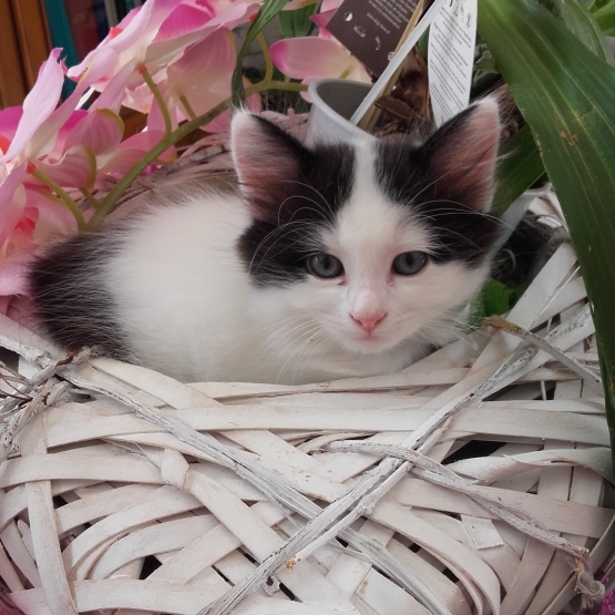 Image pour l'annonce Don chatons