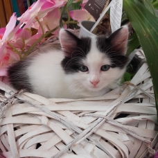 Image pour l'annonce Don chatons