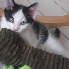 Image pour l'annonce Don chatons