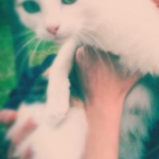 Image pour l'annonce DONNE chatte de 2 ans