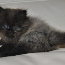 Image pour l'annonce vend chaton persan