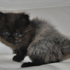 Image pour l'annonce vend chaton persan