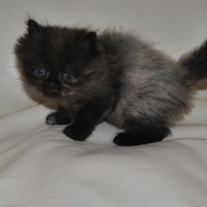Image pour l'annonce vend chaton persan