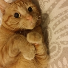 Image pour l'annonce donne magnifique chat roux tigré