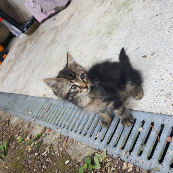 Image pour l'annonce Donne 2 chatons mâle
