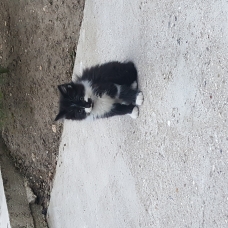 Image pour l'annonce Donne 2 chatons mâle