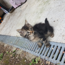 Image pour l'annonce Donne 2 chatons mâle
