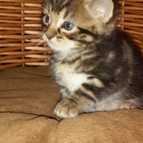 Image pour l'annonce donne chaton