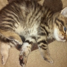 Image pour l'annonce donne chaton