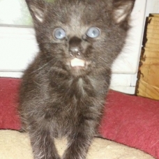 Image pour l'annonce donne chaton