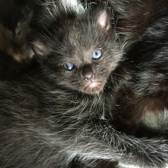Image pour l'annonce Donne chaton mâle