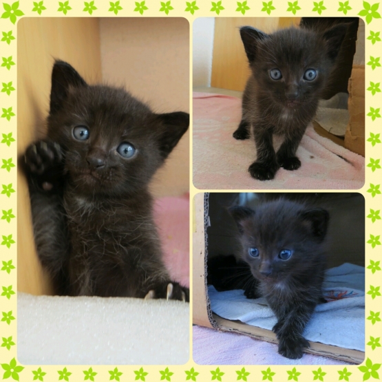 Image pour l'annonce 3 chatons croisés Maine Coon-Européen à réserver