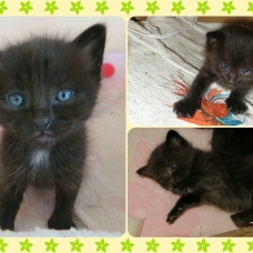 Image pour l'annonce 3 chatons croisés Maine Coon-Européen à réserver