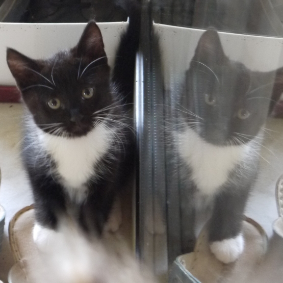Image pour l'annonce donne chaton noir et blanc