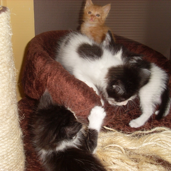 Image pour l'annonce DONNE CHATONS