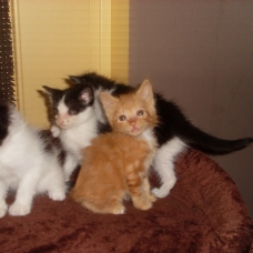 Image pour l'annonce DONNE CHATONS