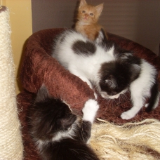 Image pour l'annonce DONNE CHATONS
