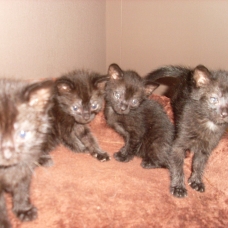 Image pour l'annonce DONNE CHATONS