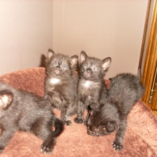 Image pour l'annonce DONNE CHATONS