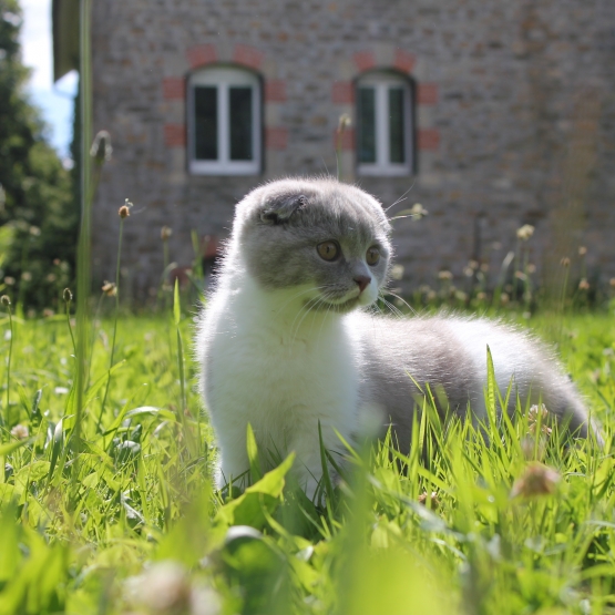 Image pour l'annonce Chaton scottish fold