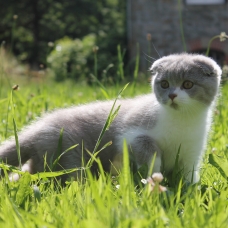 Image pour l'annonce Chaton scottish fold