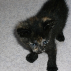 Image pour l'annonce Donne 3 adorables chatons