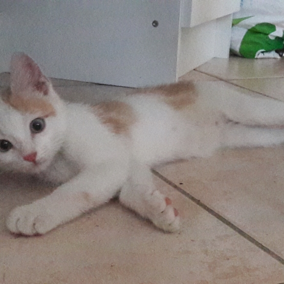Image pour l'annonce Donne chaton