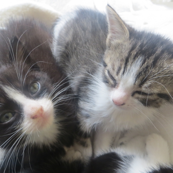 Image pour l'annonce donne deux chatons ensemble ou separement