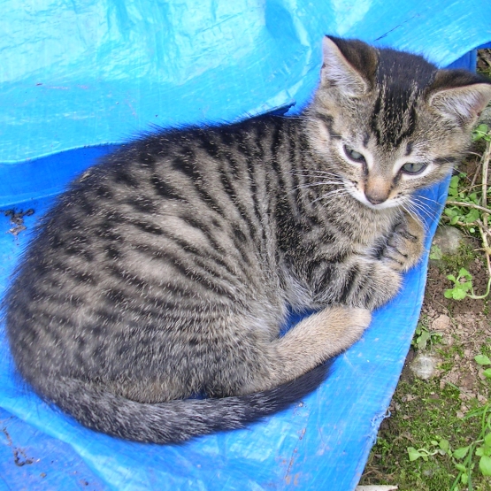 Image pour l'annonce chatons disponibles