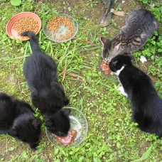 Image pour l'annonce chatons disponibles