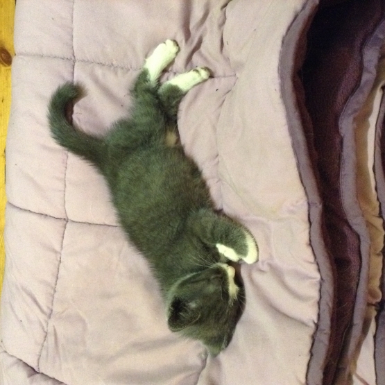 Image pour l'annonce Chaton