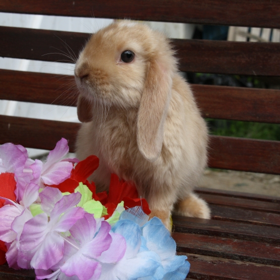 Image pour l'annonce lapin nain , bélier et rex