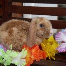 Image pour l'annonce lapin nain , bélier et rex