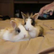 Image pour l'annonce lapin nain , bélier et rex