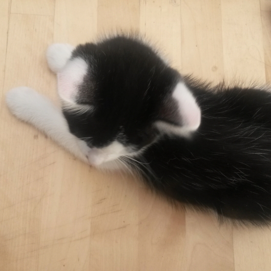 Image pour l'annonce Donne chatons