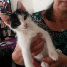 Image pour l'annonce Donne chatons