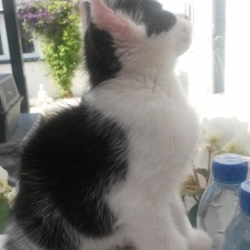 Image pour l'annonce Donne chatons
