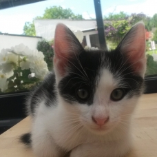 Image pour l'annonce Donne chatons