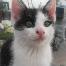 Image pour l'annonce Donne chatons