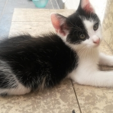 Image pour l'annonce Donne chatons