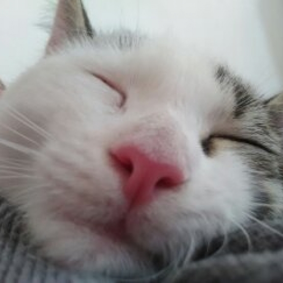 Image pour l'annonce Donne chaton de 5mois