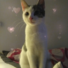 Image pour l'annonce Donne chaton de 5mois