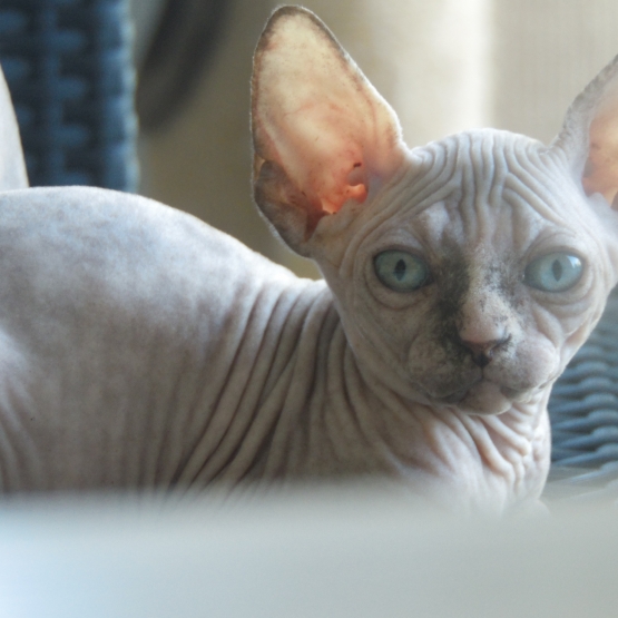 Image pour l'annonce Femelles loof sphynx entières 2mois