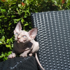 Image pour l'annonce Femelles loof sphynx entières 2mois