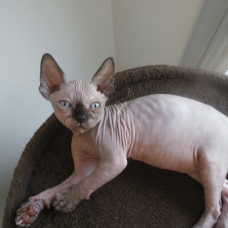 Image pour l'annonce Femelles loof sphynx entières 2mois
