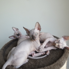 Image pour l'annonce Femelles loof sphynx entières 2mois