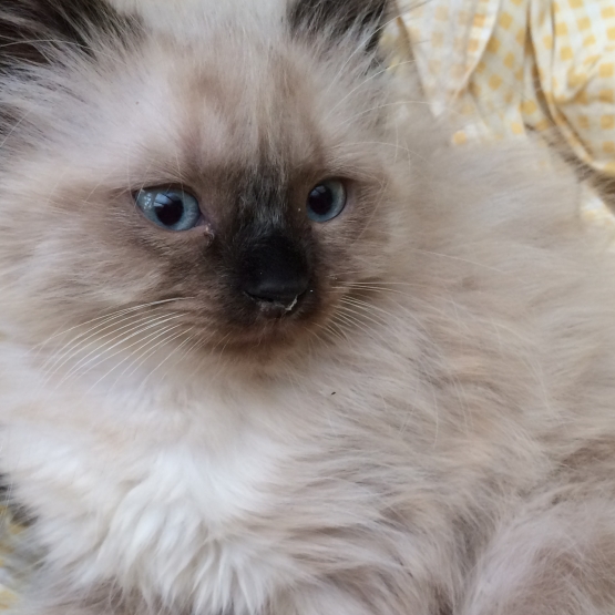 Image pour l'annonce donne chaton