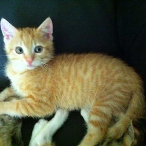 Image pour l'annonce Chaton mâle roux sevré